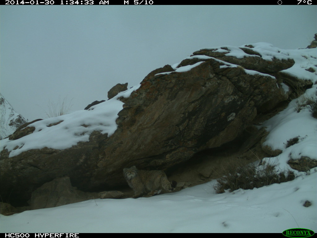 A Pallas' cat in Sarychat-Ertash nature Reserve, Kyrgyzstan