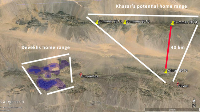 a map of South Gobi's snow leopard habitat. The yellow pins show locations in Nemegt (north) and Noyon (south) where Khasar was photographed. The purple area marks the home range of Devekh, another male snow leopard in the area.