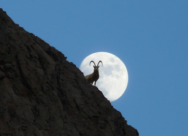 The snow leopard's preferred prey species, ibex (pictured) and argali sheep, are threatened by illegal hunting as well.