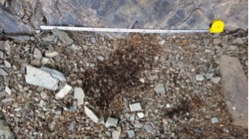 Scrape marks can be a sign of snow leopard presence - but they don't make a good basis for population estimates.