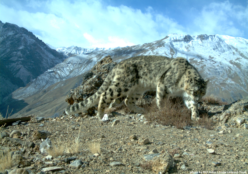 The majestic Indian Himalayas are a perfect backdrop for the 'Ghost of the Mountain'. Photo by NCF / SLT