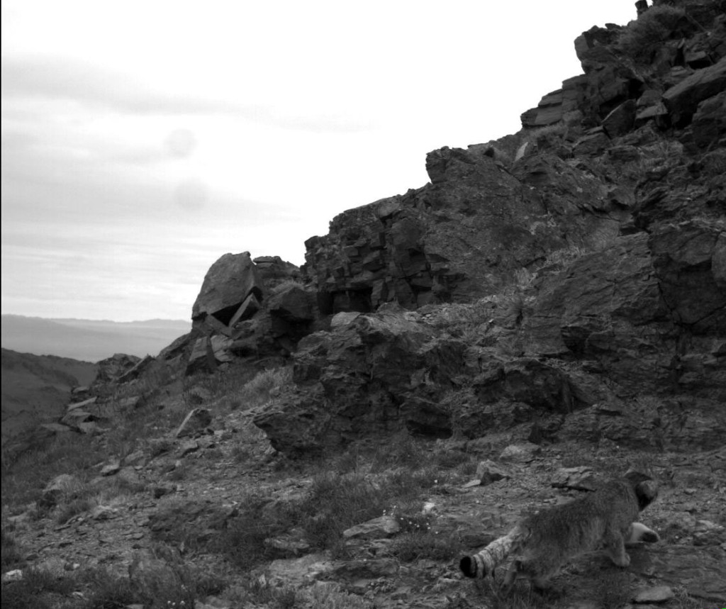 A Pallas' cat makes a rare appearance in front of one of our research cameras in Tost, Mongolia