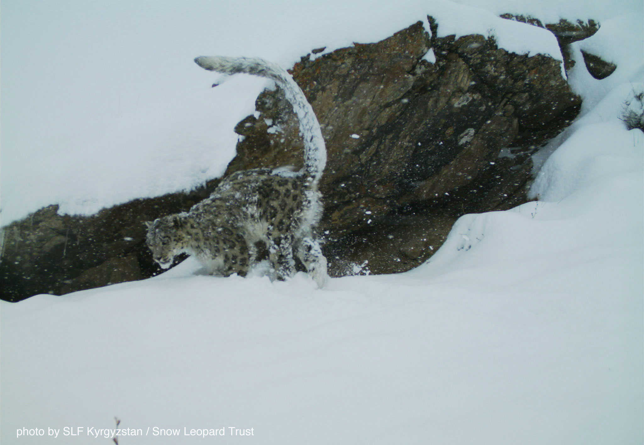 A snow leopard in Kyrgyzstan's Sarychat Ertash reserve is marking its territory. Photo: SLF Kyrgyzstan / SLT