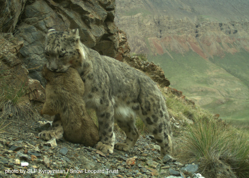 A wild snow leopard in Kyrgyzstan has caught a marmot. Photo: SLF/SLT