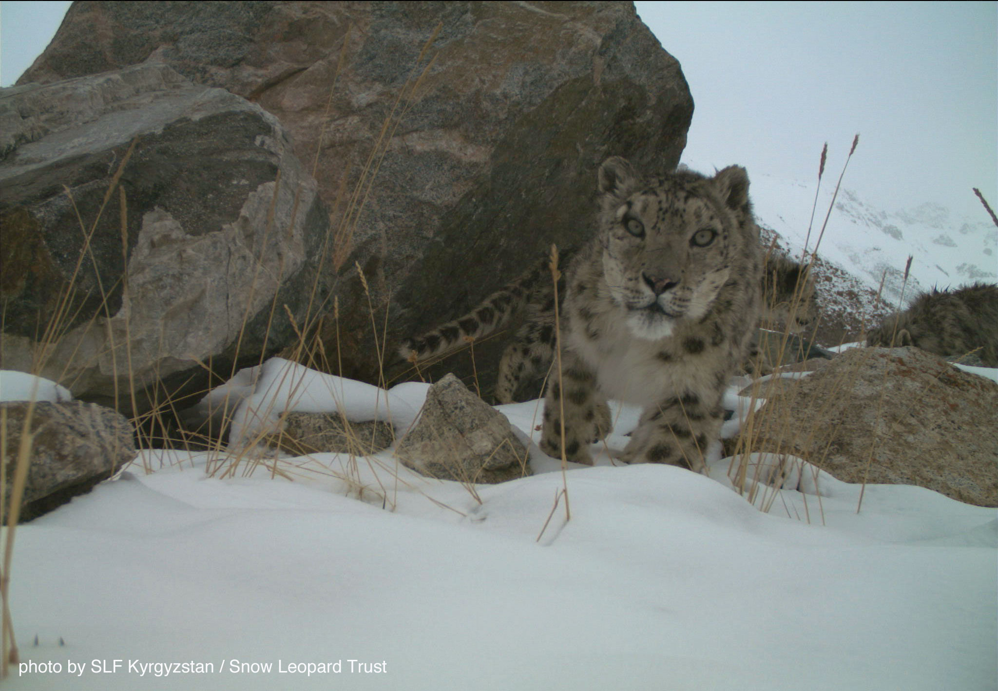 A snow leopard mother and her two cubs in Kyrgyzstan. Photo by SLF Kyrgyzstan / SLT