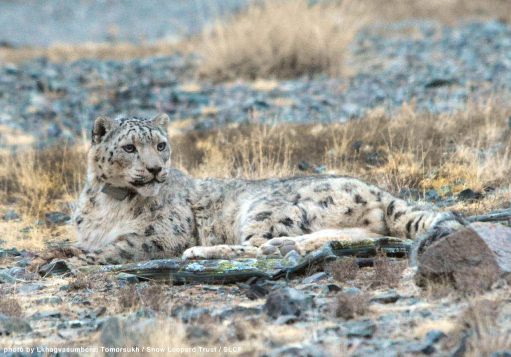 Tsetsen, shortly after being fitted with his GPS collar.