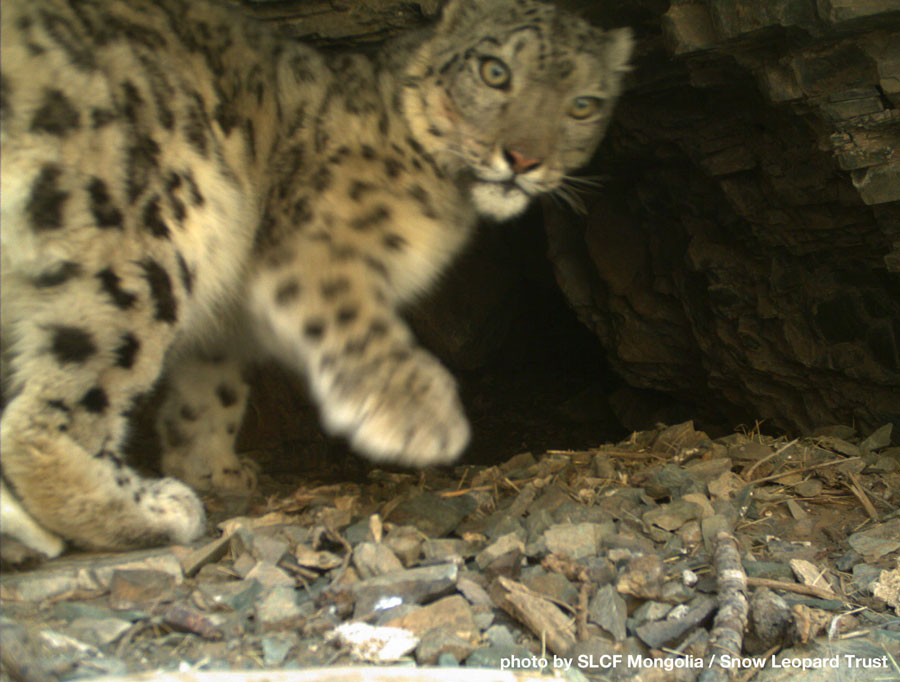 This narrow passage between two big rocks is the snow leopard equivalent of New York City's Holland Tunnel - frequent traffic jams! Photo by SLCF / SLT
