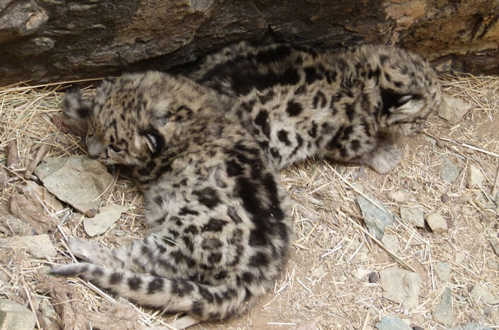 The first wild snow leopard cubs ever discovered in their den. Photo: Snow Leopard Trust