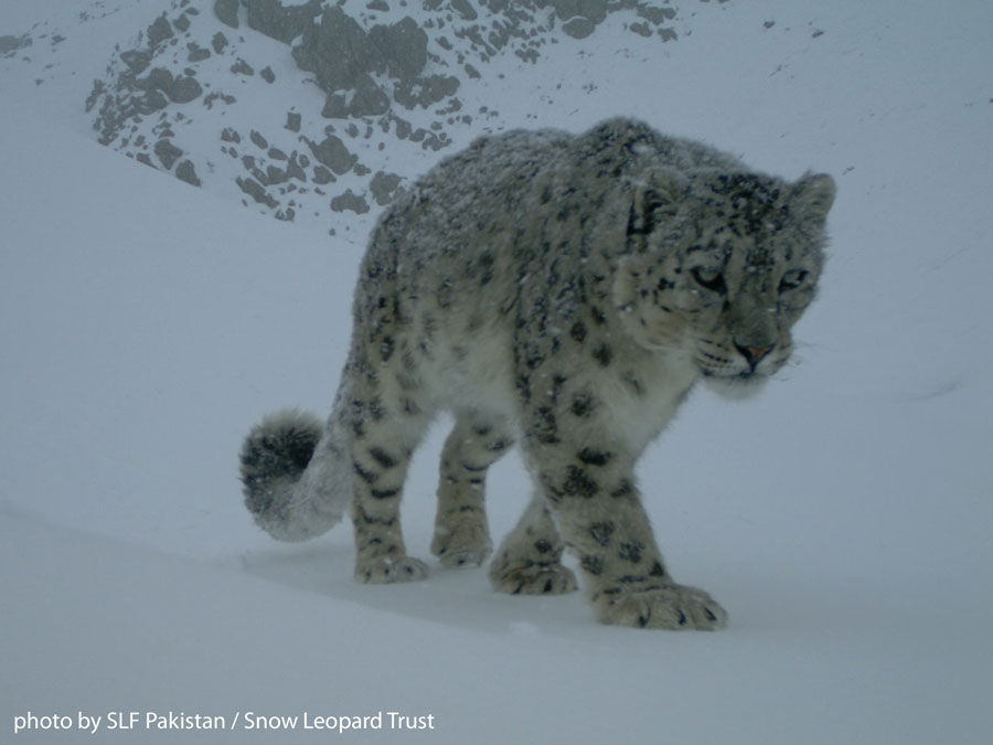 Two young snow leopards in Pakistan's Central Karakoram National Park. Photo: SLF Pakistan
