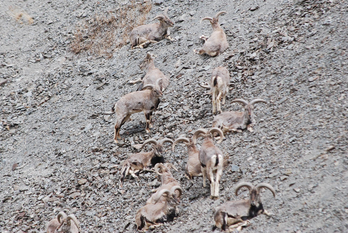“Have You Seen The Snow Leopard?”