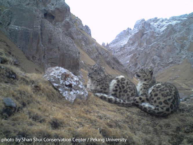 A snow leopard courtship - a rare picture from China. Photo by Shan Shui / SLT / Panthera