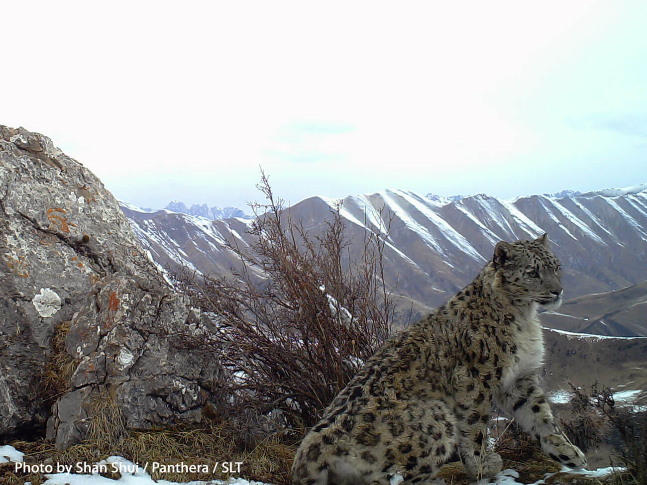 A magnificent cat in magnificent scenery, in Angsai, China. Photo by Shan Shui / SLT / Panthera