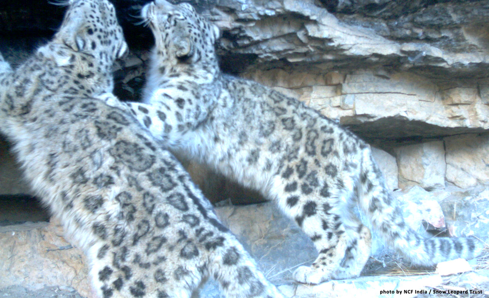 Two young snow leopards in India's Spiti valley are marking their range. Photo by NCF / SLT