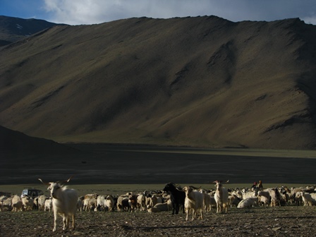 cashmere goat a herd of Changra goats in the Indian Himalayas
