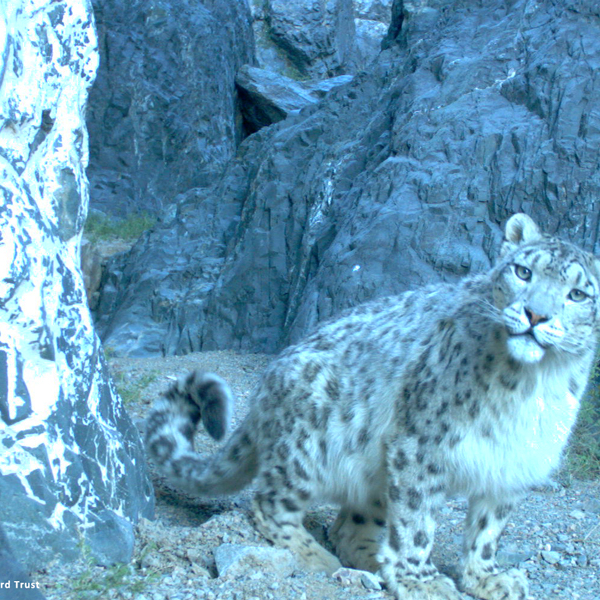 Photos of Wild Snow Leopards - Snow Leopard Trust