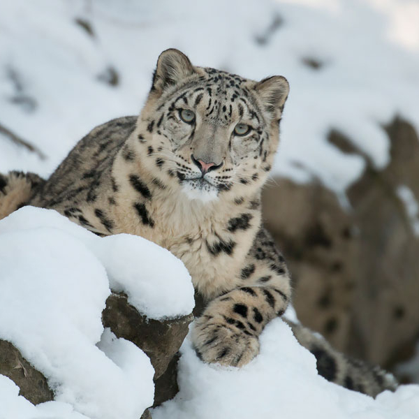 Photos of Snow Leopards in Zoos - Snow Leopard Trust